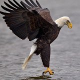 11SB0785 American Bald Eagle